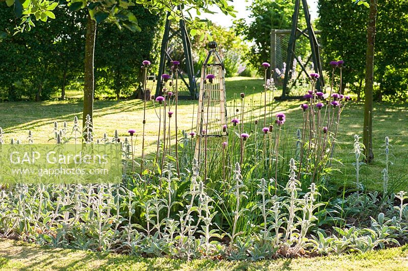 Circular bed in lower garden with Stachys byzantina, Cirsium heterophyllum and Allium sphaerocephalon surrounded by Sorbus aria, whitebeams. Fowberry Mains Farmhouse, Wooler, Northumberland, UK