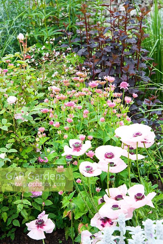 Papaver orientale 'Karine', Astrantia maxima, Gillenia trifoliata and dark Lysimachia 'Firecracker'. Fowberry Mains Farmhouse, Wooler, Northumberland, UK