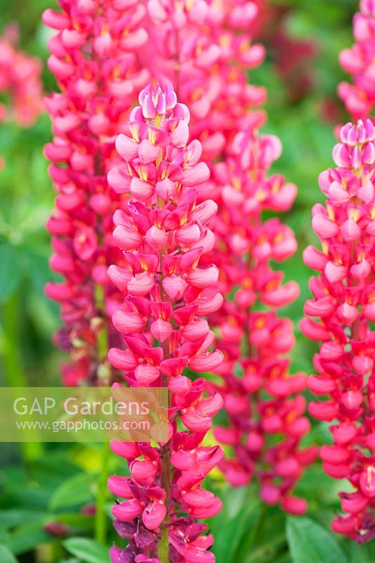 Lupinus 'Lulu'. Fowberry Mains Farmhouse, Wooler, Northumberland, UK