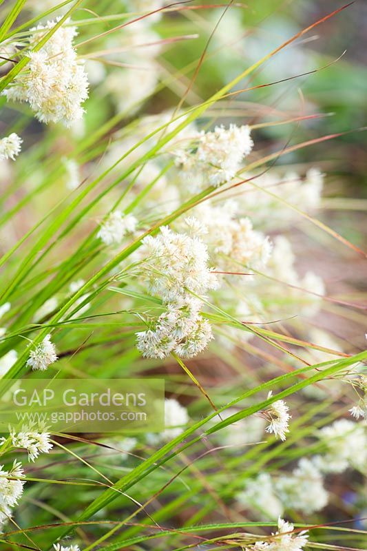 Luzula nivea in flower. Fowberry Mains Farmhouse, Wooler, Northumberland, UK