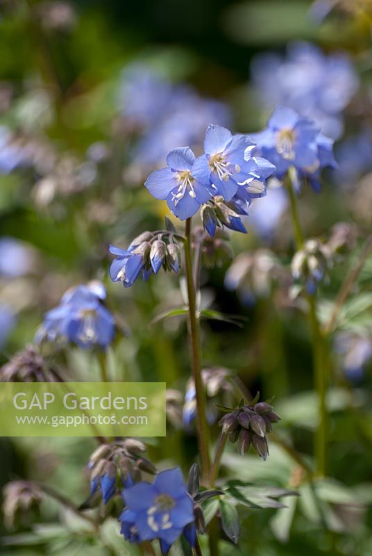 Polemonium reptans 'Stairway to Heaven'