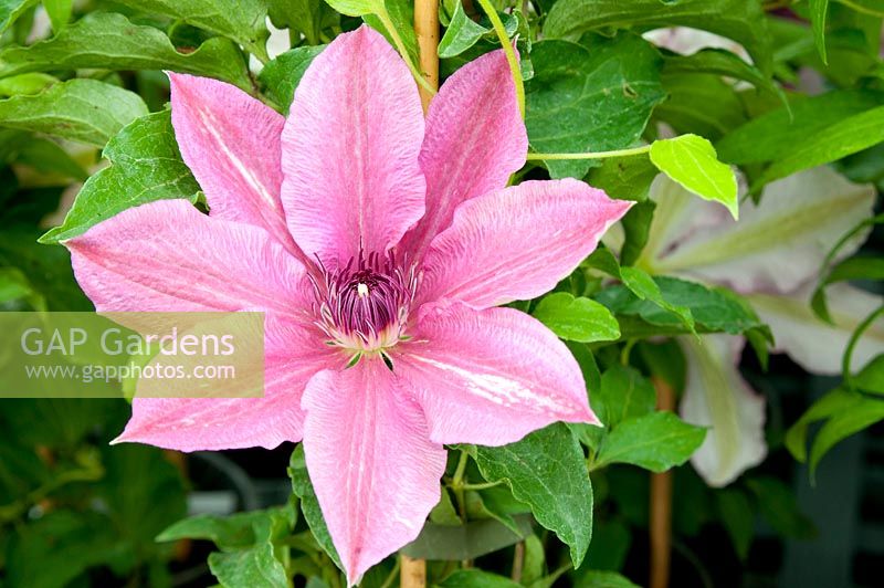 Clematis 'Carnaby'