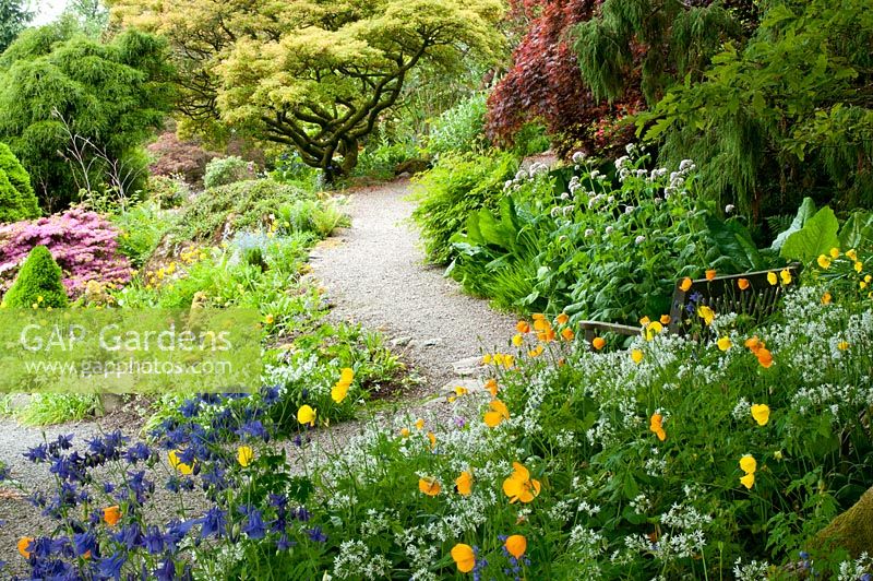 Winding gravel path with bench leading through lush mixed herbaceous and shrub beds with Rhodendron, Acer and conifers with Aquilegia, Meconopsis cambrica and Allium ursinum in June in the shaded foreground