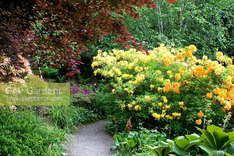 Gravel path leading through lush mixed herbaceous, tree and shrub beds with Rhodendron, Acer, Pieris and Rodgersia in June