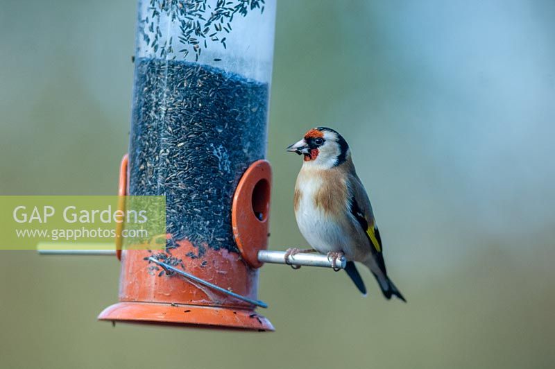 Carduelis carduelis - goldfinch on niga seed feeder