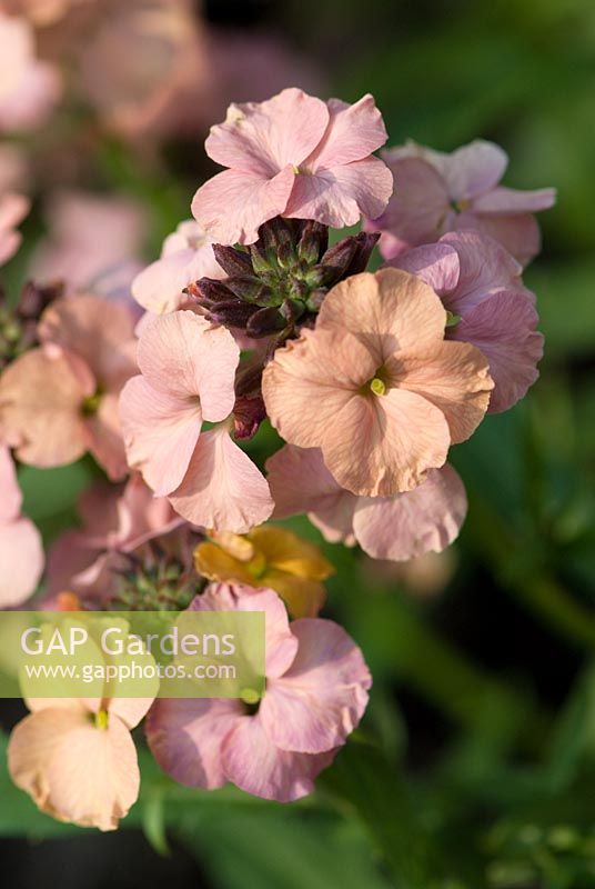 Erysimum 'Constant Cheer'