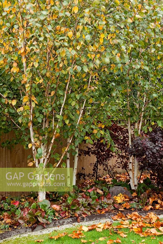 Small garden with Fagus sylvatica 'Dawyck Gold', Betula utilis jacquemontii 'Doorenbos', Bergenia 'Overture' and Bergenia 'Bressingham Ruby' 