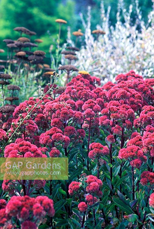 Sedum Munstead Red - Stonecrop with Achillea Coronation Gold - Yarrow and Artemesia ludoviciana - White Sage. Perennials, September. Plant portrait of red flower heads.