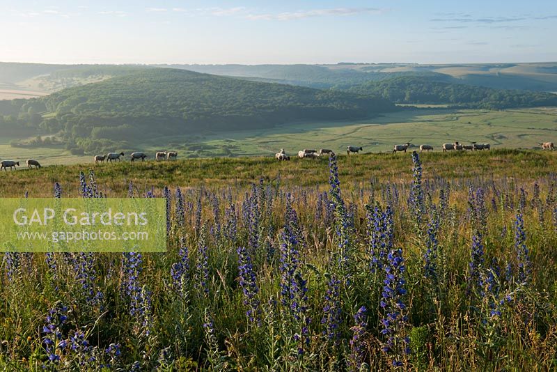 Vipers Bugloss Echium vulgaris summer flowers High and Over Alfriston East Sussex South Downs 