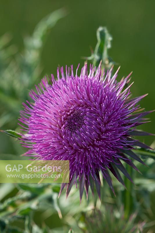 Carduus nutans  - Musk Thistle summer flower 