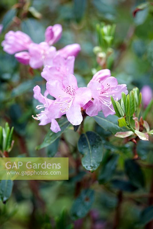 Rhododendron oreotrephes 'Blue Calyptus'