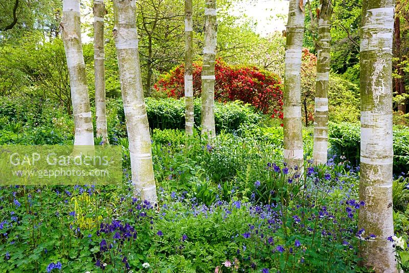 A stand of Betula utilis 'Jacquemontii' underplanted with spring flowers at Newby Hall Gardens, North Yorkshire.