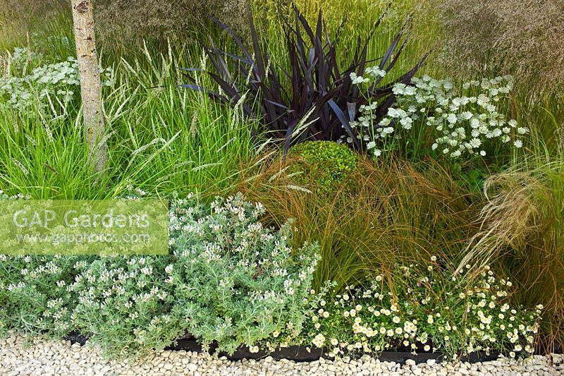 Planting includes -  Lotus hirsutus, Erigeron karvinskianus, Carex testacea, Phormium tenax 'Platt's Black', Sesleria autumnalis, Deschampsia cespitosa 'Goldtau', Stipa tenuissima, Buxus sempervirens, Astrantia 'Shaggy' and Corylus colurna