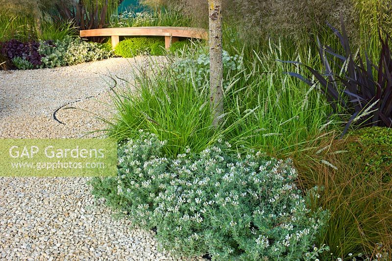 The 'Between the Lines' garden designed by Maurice Butcher at the RHS Hampton Court Flower Show. Planting includes -  Lotus hirsutus, Erigeron karvinskianus, Carex testacea, Phormium tenax 'Platt's Black', Sesleria autumnalis, Deschampsia cespitosa 'Goldtau', Stipa tenuissima, Buxus sempervirens, Astrantia 'Shaggy' and Corylus colurna