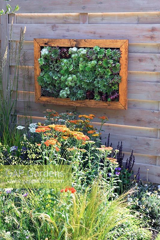 Framed live vertical planting of cacti on timber fence. Four Corners garden - RHS Hampton Court Flower Show 2013 - Design -  Peter Reader