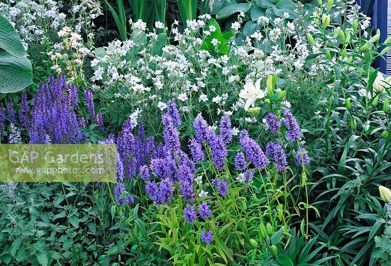 Blue white summer planting, Salvia sylvestris Blauhugei, salvia nemorosa Marcus, Geranium pratense Plnum Album. Willow Pattern garden, RHS Hampton Court Flower show 2013, Design -  Sue Thomas