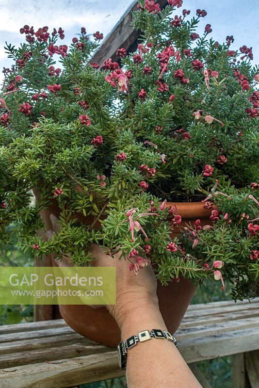 Grevillia Lanigera 'Mount Tamboritha' being placed on a shelf in an unheated greenhouse