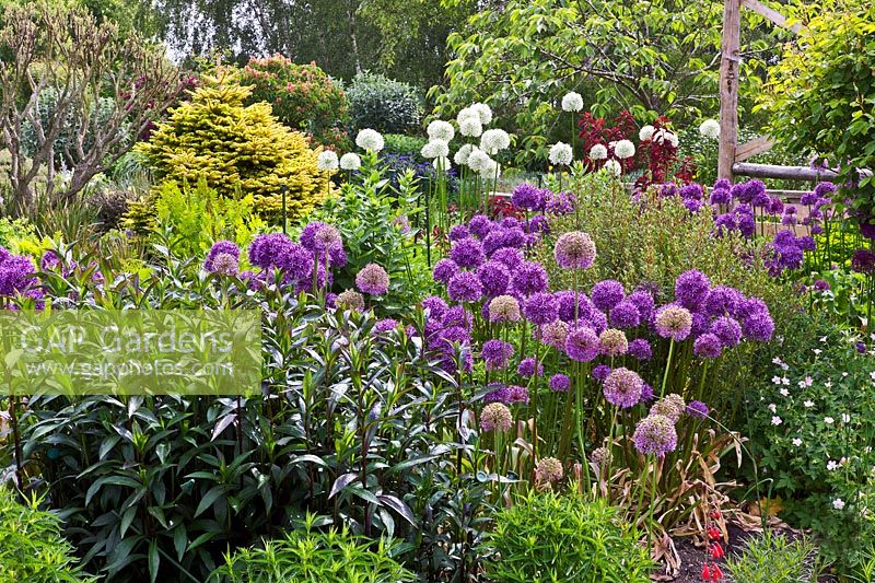 Border of Allium aflatunense, A. 'Purple Sensation' and A. 'Mount Everest' (White). The Purple Garden - Merriments Gardens, Hurst Green, East Sussex. June
