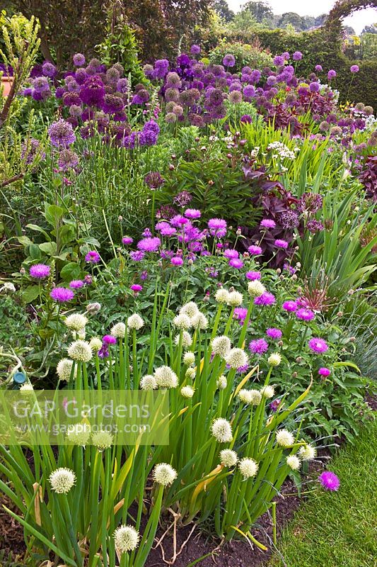 A mix of Allium 'Purple Sensation',  A. aflatunense, and A. carinatum subsp. pulchellum. The Purple Garden - Merriments Gardens, Hurst Green, East Sussex. June