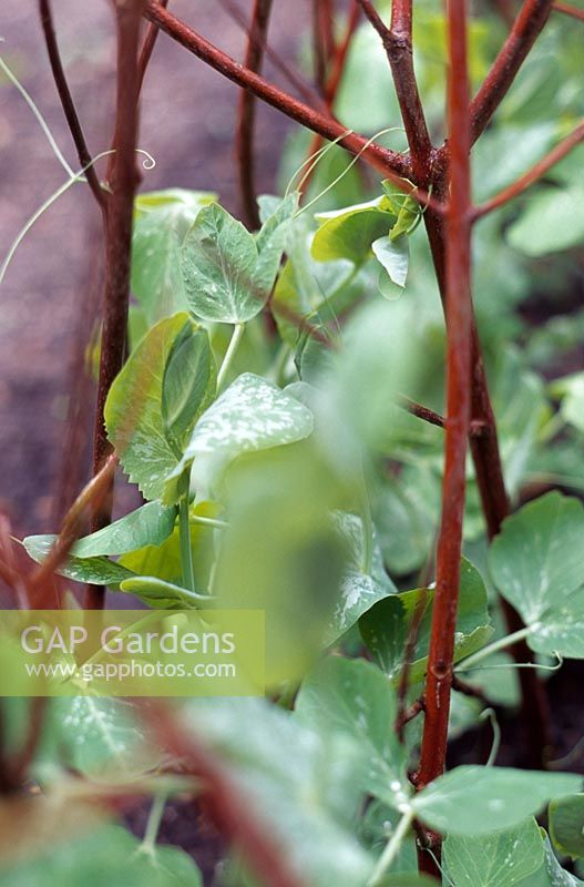 Pisum sativum 'Oregon Sugar Pod' - Peas with plant supports