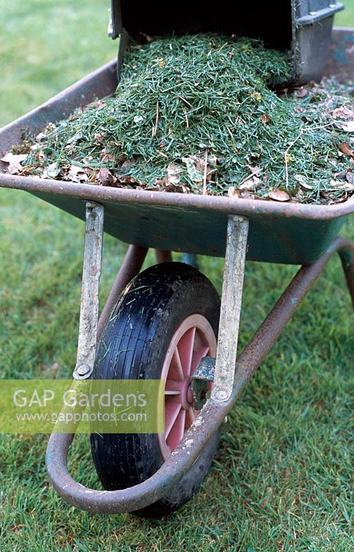 A wheelbarrow full of leaves and grass clippings
