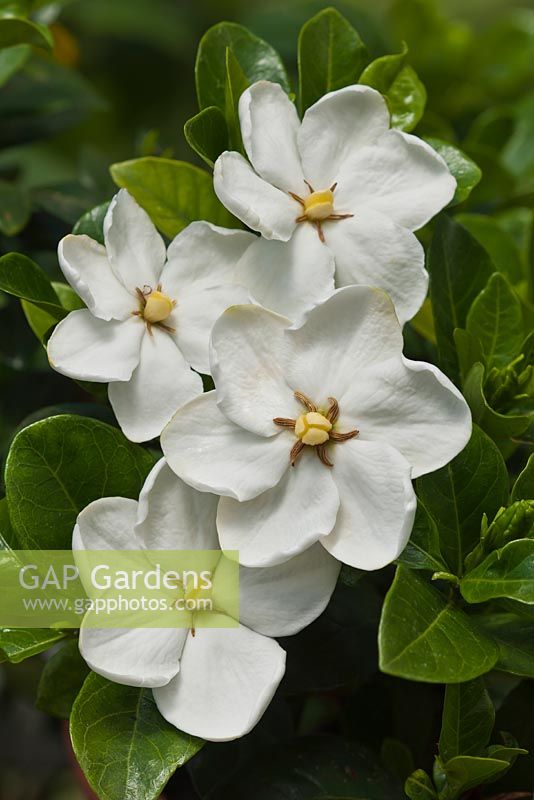 Gardenia jasminoides 'Kleim's Hardy' - cape jasmine 