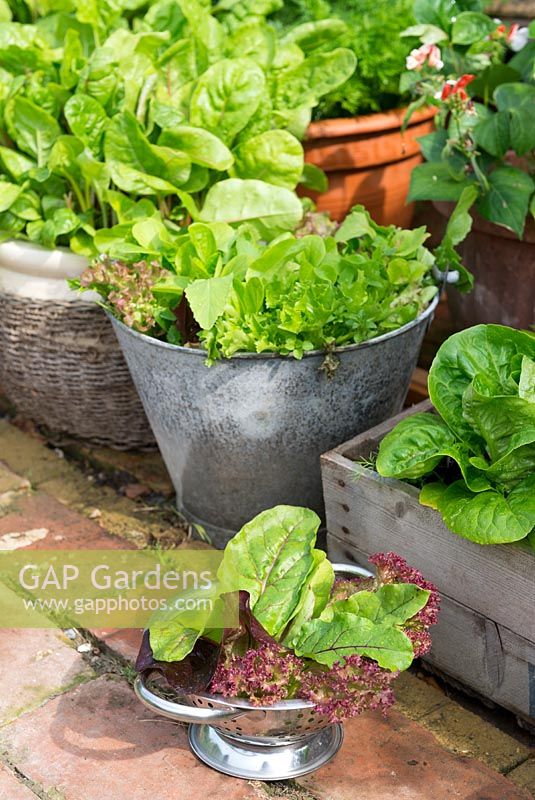 Collection of container grown salad leaves and baby beet leaves with colander of freshly picked leaves. Adjacent to reclaimed brick garden path.