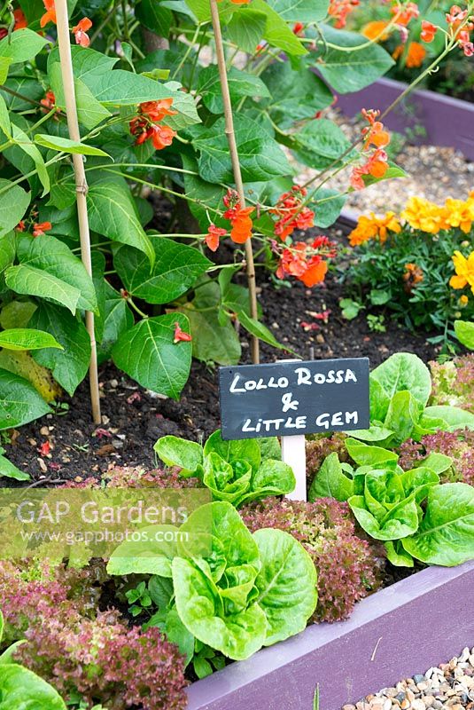 Raised beds in a small garden planted with lettuces. With mini blackboard Labels