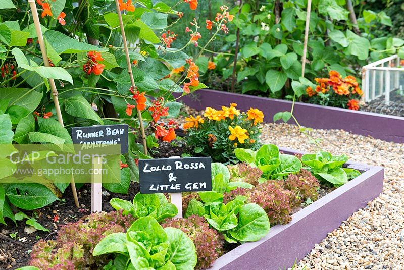 Raised beds in a small garden planted with lettuces. With mini blackboard labels