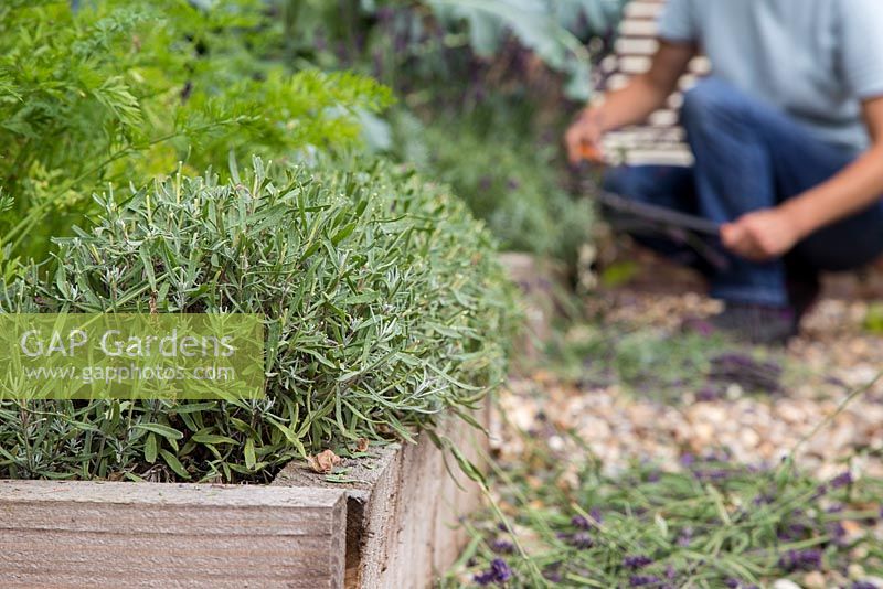 Cutting back Lavender