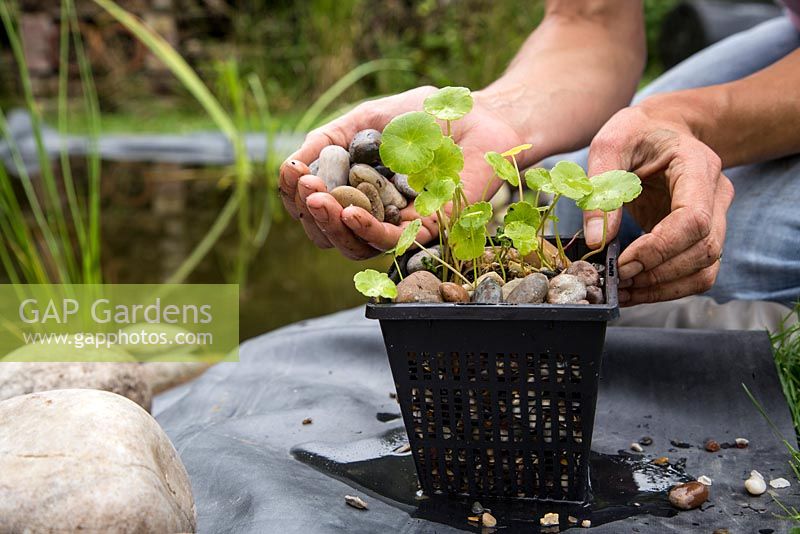 Planting Hydrocotyle vulgaris, Marsh Pennywort