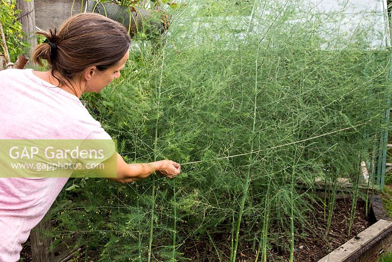 Tying back Asparagus plants