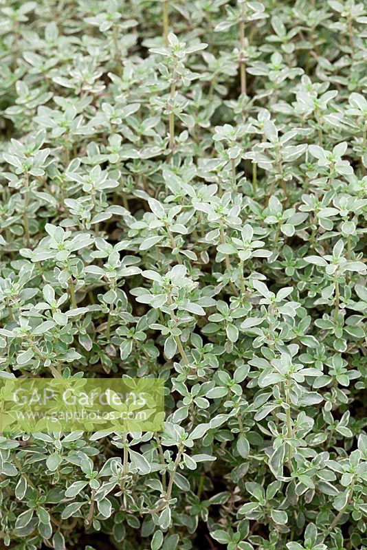 Thymus vulgaris 'Silver Posie' - Thyme