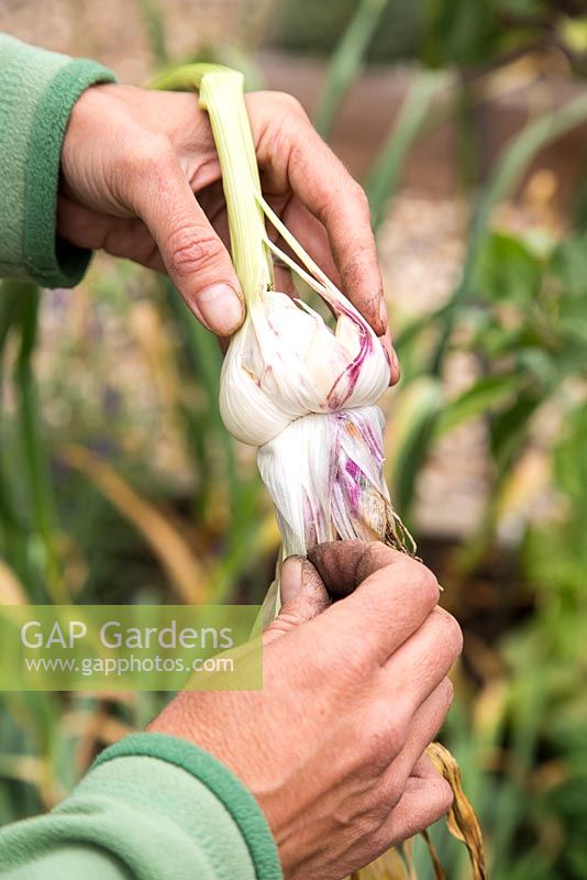 Step by Step - Harvested Garlic 'Early Purple Wight' 
