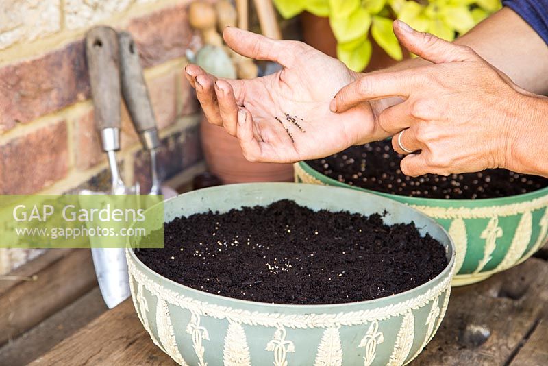 Step by Step - Planting containers of Split peas (Pisum sativum), Microgreen herbs and Radish 'French Breakfast'