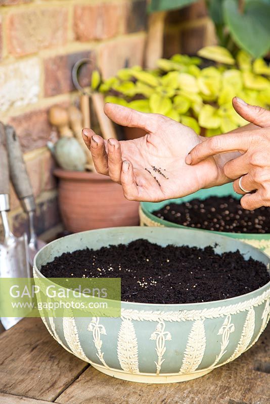 Step by Step - Planting containers of Split peas (Pisum sativum), Microgreen herbs and Radish 'French Breakfast'