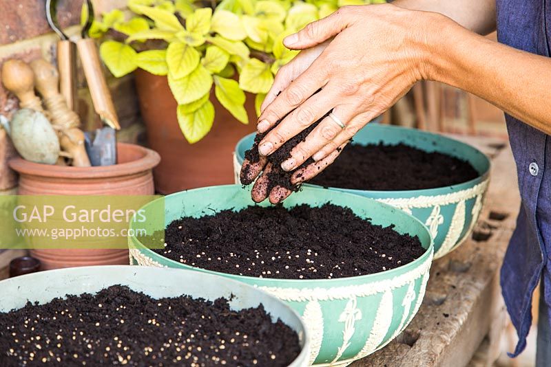 Step by Step - Planting containers of Split peas (Pisum sativum), Microgreen herbs and Radish 'French Breakfast'