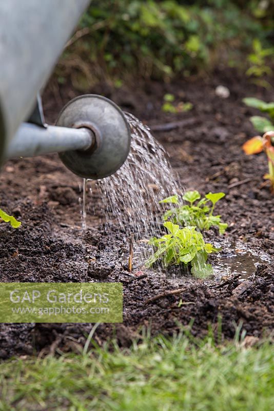 Watering plants in the bog garden featuring Filipendula ulmaria 'Queen of the Meadows', Filipendula ulmaria 'Meadow Sweet', Polygonum, Yellow bronse, Wasabi japonica, Eupatorium cannabium - Hemp agrimony and Geum rivale - Water Avens