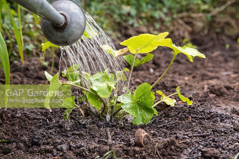 Watering plants in the bog garden featuring Filipendula ulmaria 'Queen of the Meadows', Filipendula ulmaria 'Meadow Sweet', Polygonum, Yellow bronse, Wasabi japonica, Eupatorium cannabium - Hemp agrimony and Geum rivale - Water Avens