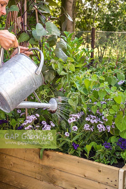 Step by Step - Planting a mobile trug with Verbena rigida, Cape gooseberry and Rudbeckia 'Prairie Sun'