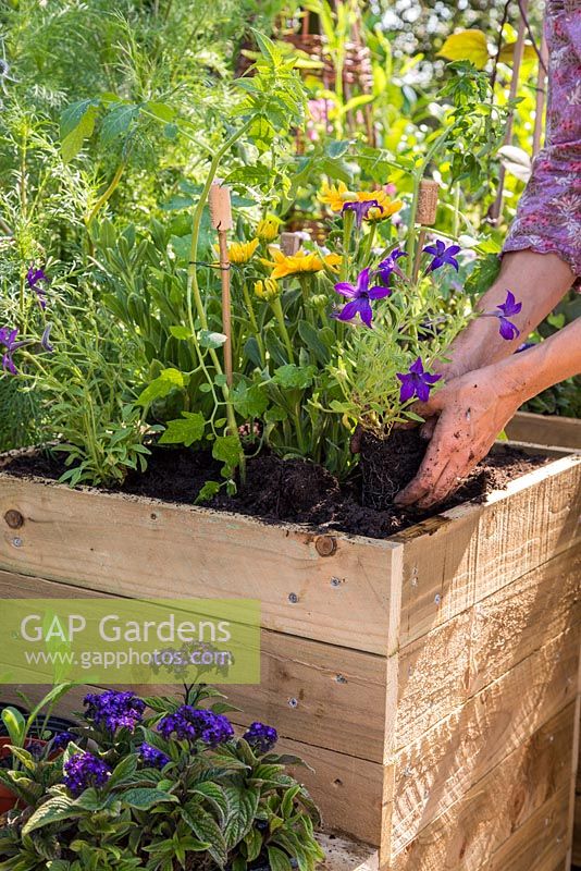 Step by Step - Planting a mobile trug with Verbena rigida, Cape gooseberry and Rudbeckia 'Prairie Sun'