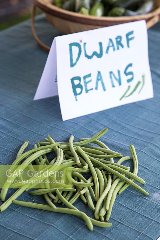 Dwarf beans