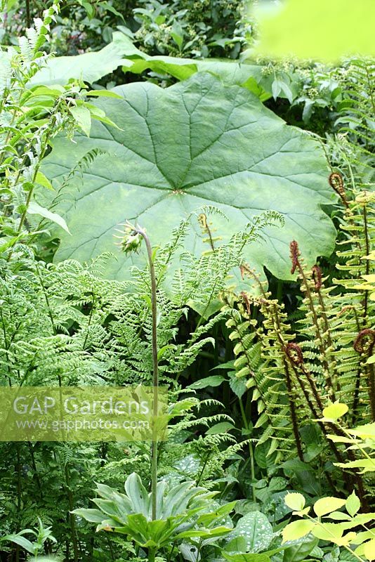 Astilboides tabularis with Dryopteris wallichiana in a shady border