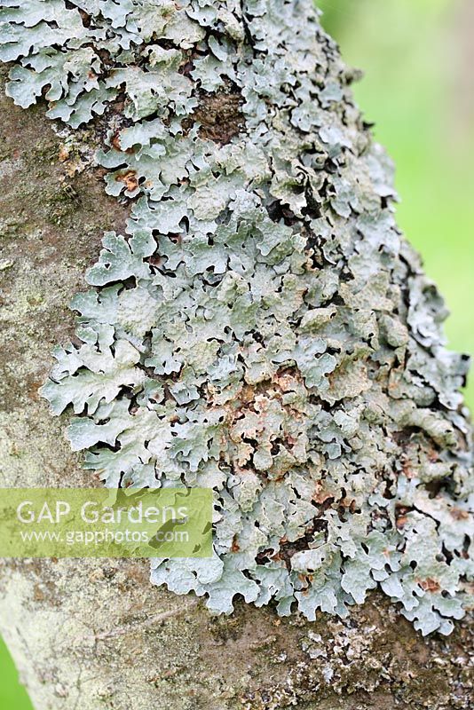 Lichen on a rowan tree trunk