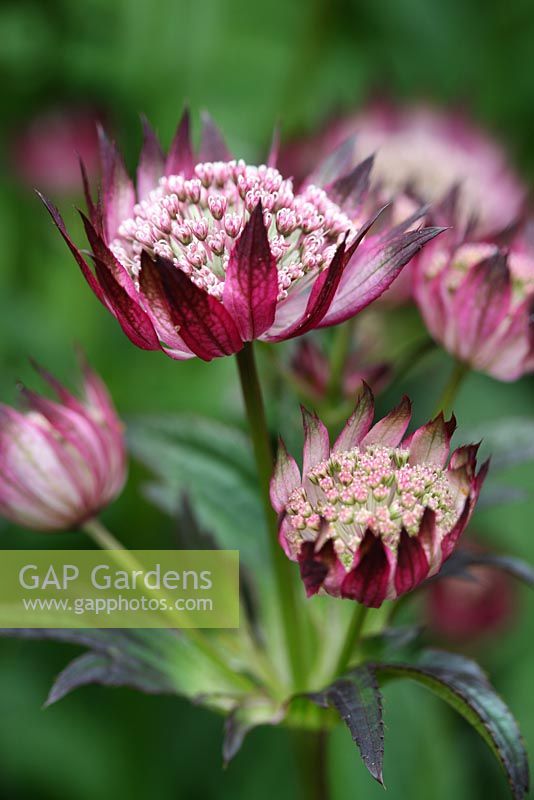 Astrantia major 'Ruby Wedding'