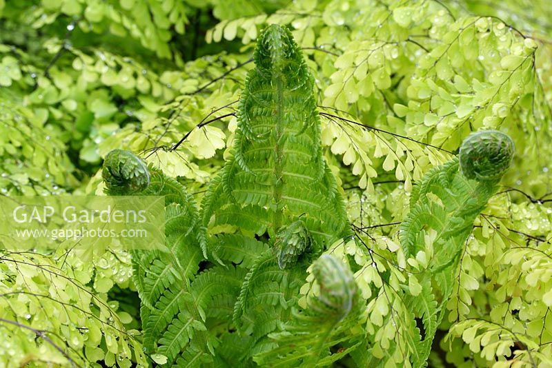 Matteucia struthiopteris - Shuttlecock ferns unfurling in spring, surrounded by Adiantum, Maidenhair fern