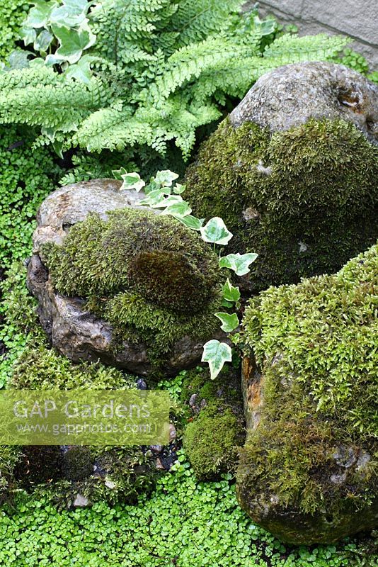 Shady area with moss covered stones, ferns, Hedera and Soleirolia soleirolii 