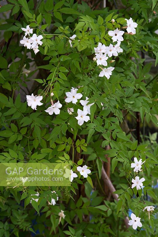 Jasminum officinale 'Clotted Cream' -  Jasmine flowers