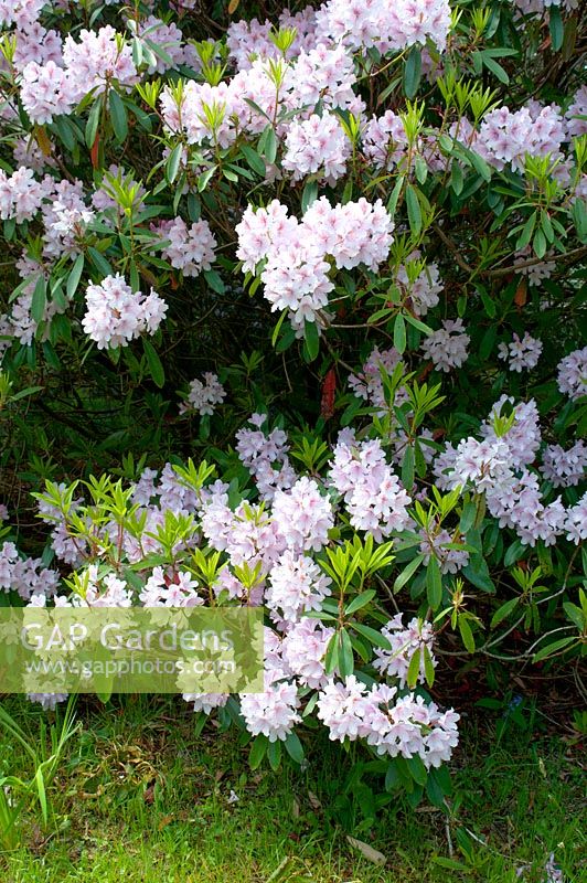 Rhododendron davidsonianum