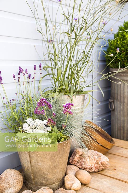 Seaside pot containing Lavender 'Hidcote', Erigeron 'Profusion', Festuca, Cineraria and Limonium